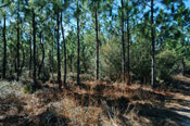 Verdura Properties Compass Pines