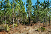Verdura Properties Compass Pines